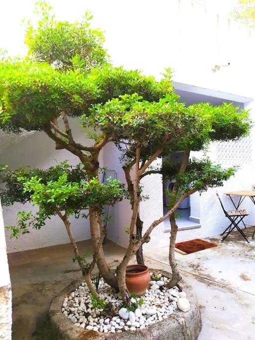 La Casa De Las Palmeras Muntanya la Sella Bagian luar foto